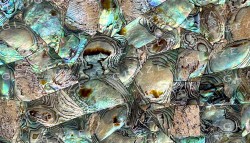 Precious Stone ABALONE Green Random